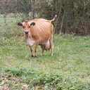 Melk in de maak Melk in de maak