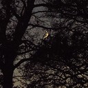 De maan scheen door de bomen De maan scheen door de bomen