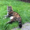 Poes zoek, al een paar weken Poes zoek, al een paar weken