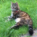 Poes zoek omgeving Millingen Poes zoek omgeving Millingen