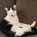 Vermist jonge zwart witte kater: en weer thuis