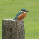 Niet zomaar een paar vogels Niet zomaar een paar vogels