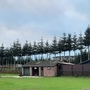 Kerstboom op stam