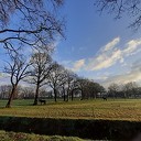 Friese paarden