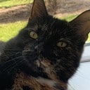 Kat vermist Kat vermist