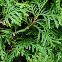 Zal het kerststuk met hulst ook komen? Zal het kerststuk met hulst ook komen?