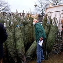 Verkoop kerstbomen door Sportvereniging Verkoop kerstbomen door Sportvereniging