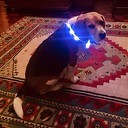 Verloren: lichtgevende halsband hond Verloren: lichtgevende halsband hond