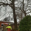Preventief onderhoud monumentale eiken