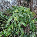 Eindeluk in bluui