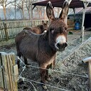 Mien mooie Welsum Mien mooie Welsum