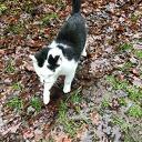 Poes gevonden Poes gevonden
