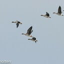 Groeten van de toendra Groeten van de toendra