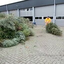 Inzamelen kerstbomen wederom een groot succes Inzamelen kerstbomen wederom een groot succes