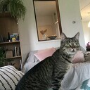 Kat gevonden: Nu na 2 maanden weer thuis! Kat gevonden: Nu na 2 maanden weer thuis!