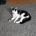 Kater Timmy vermist en terug Kater Timmy vermist en terug