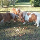 De minipony’s van de Stuw De minipony’s van de Stuw
