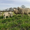 Lammetjes in weiland Lammetjes in weiland