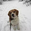 Hond Tommie Hond Tommie