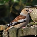 Vogels spotten