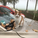 Kat vermist Kat vermist