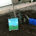 Boompjes voor beginners Boompjes voor beginners