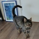 Aanloop kat Aanloop kat