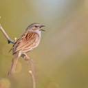 Grauwpieper