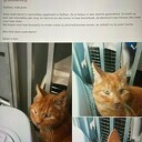 Kat gevonden Kat gevonden