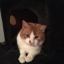 Kat vermist Kat vermist