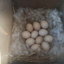Is onze natuur op hol geslagen? Is onze natuur op hol geslagen?