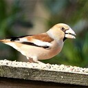 Appelvink Appelvink