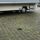 Sommigen hebben overal scheit aan Sommigen hebben overal scheit aan