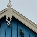  Specht met een bouwhelm op gezien tijdens wandeling  Specht met een bouwhelm op gezien tijdens wandeling