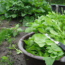 In april start De Sociale Moestuin