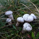 Paddestoelen zijn vroeg Paddestoelen zijn vroeg