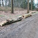 Boomstammen bij de Bergerallee Boomstammen bij de Bergerallee