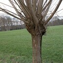 Knotwilgen