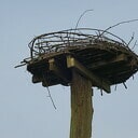 Met dank an L.O. stiet Uiverpoal weer rechop Met dank an L.O. stiet Uiverpoal weer rechop