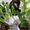 Kat vermist