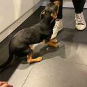 Van wie is dit hondje? met update Van wie is dit hondje? met update