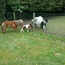 Ini Miny pony krijgt nu zelf een veulentje