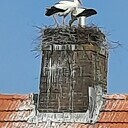Ooievaars stopten schoorsteen dicht Ooievaars stopten schoorsteen dicht