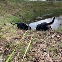Honden speelveld Dalfsen Honden speelveld Dalfsen