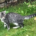 Vermissing poes Puck, maar ze weer terug. Vermissing poes Puck, maar ze weer terug.