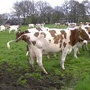 Koeien van Wennemars voor het eerst in de wei (2013) Koeien van Wennemars voor het eerst in de wei (2013)