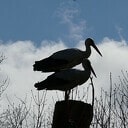 Silhouet van twee ooievaars