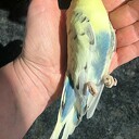 Rust in vrede mooie vogelvriend Rust in vrede mooie vogelvriend