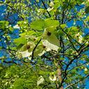 Zakdoekjesboom (Davidia involucrata)