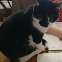 Simba is er ook van tussen Simba is er ook van tussen